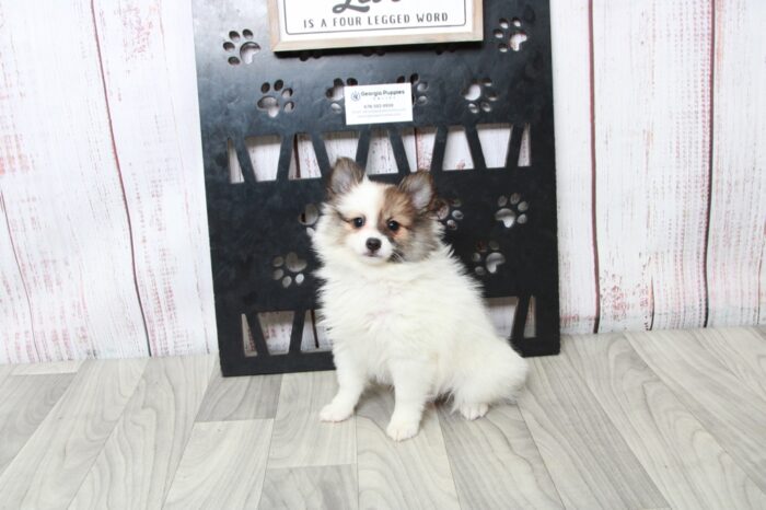 Tiny - Stunning ACA Female Pomeranian Puppy - Image 2