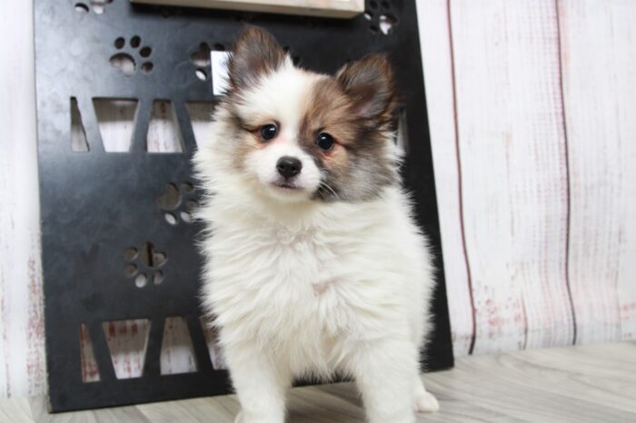 Tiny - Stunning ACA Female Pomeranian Puppy - Image 5