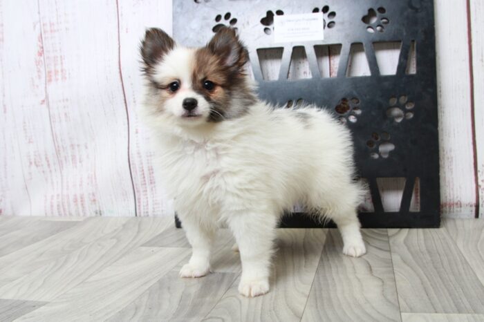 Tiny - Stunning ACA Female Pomeranian Puppy - Image 4