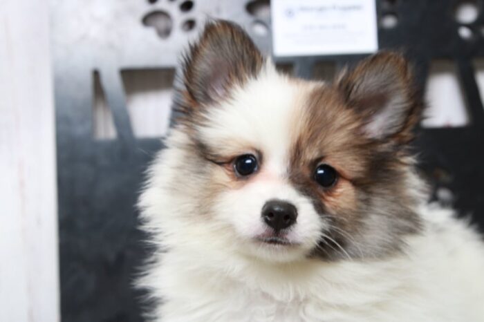 Tiny - Stunning ACA Female Pomeranian Puppy - Image 3