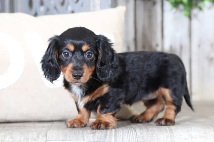 Tootsie - Pretty Miniature Dachshund