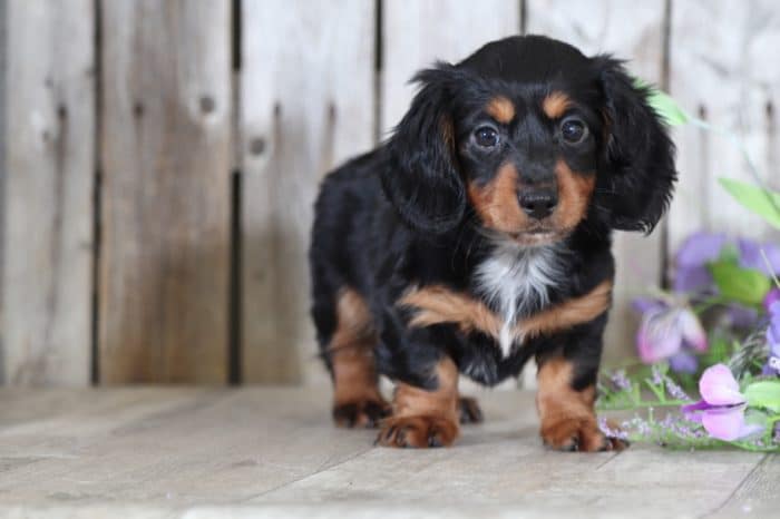 Tootsie - Pretty Miniature Dachshund - Image 3