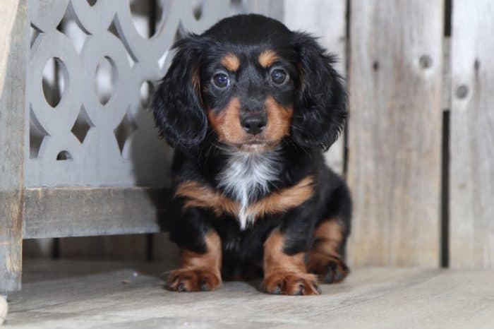 Tootsie - Pretty Miniature Dachshund - Image 4