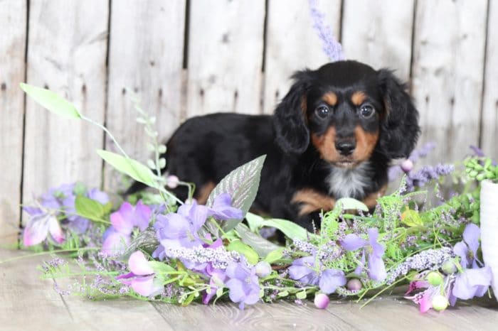 Tootsie - Pretty Miniature Dachshund - Image 5