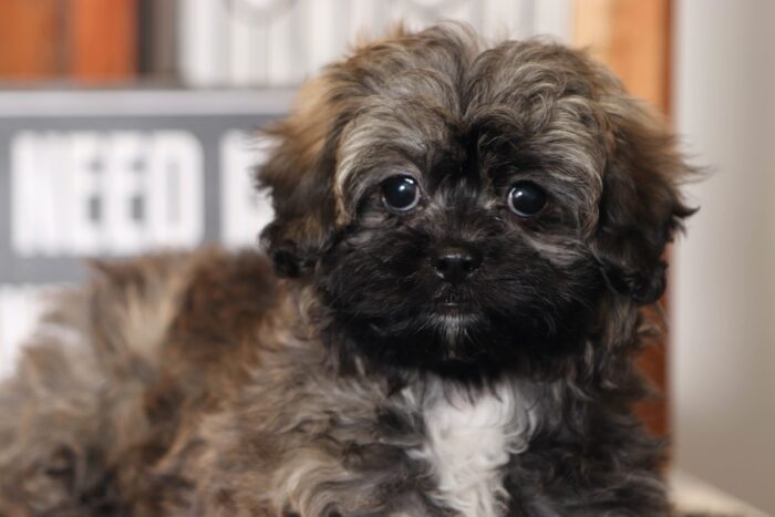 Topaz- Sweet Little Brindle Female Shih-Poo Puppy - Image 2