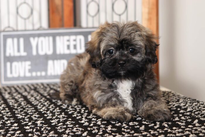 Topaz- Sweet Little Brindle Female Shih-Poo Puppy - Image 3