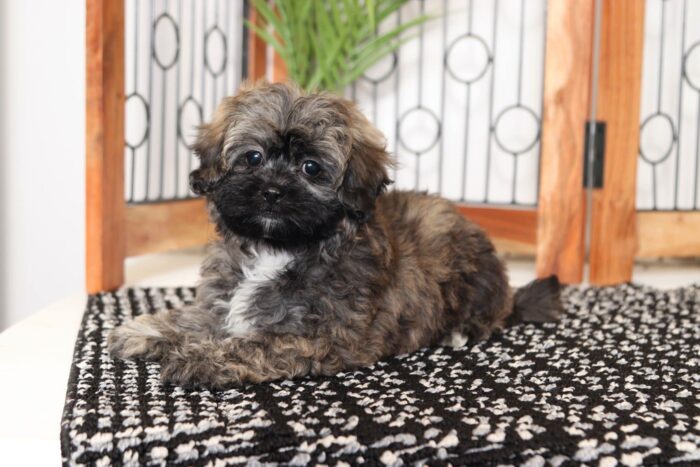 Topaz- Sweet Little Brindle Female Shih-Poo Puppy - Image 4