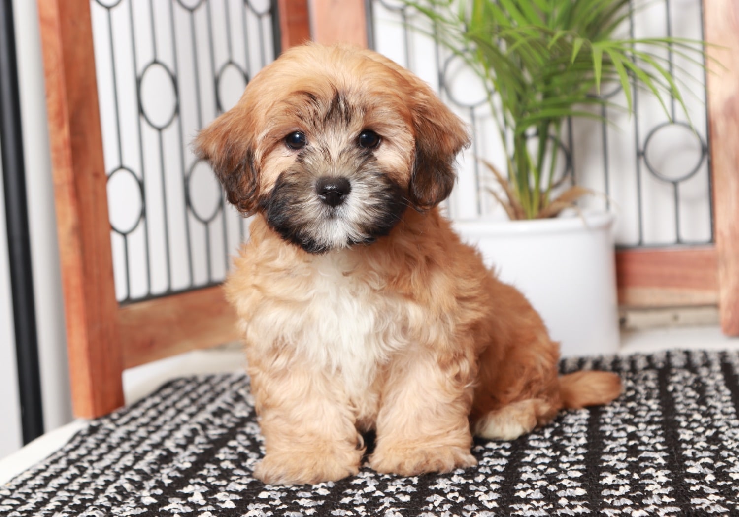 Toto Cuddly Little Male Teddy Bear Puppy Puppies Online