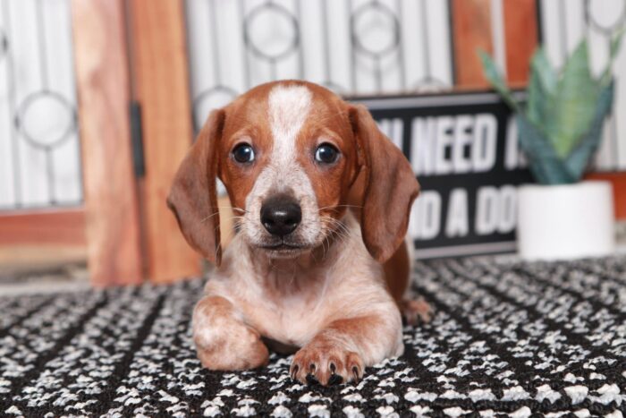 Travis - Great Little Male ACA Red Dapple Dachshund Puppy