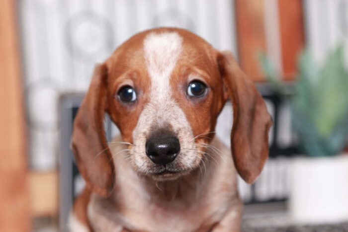 Travis - Great Little Male ACA Red Dapple Dachshund Puppy - Image 2