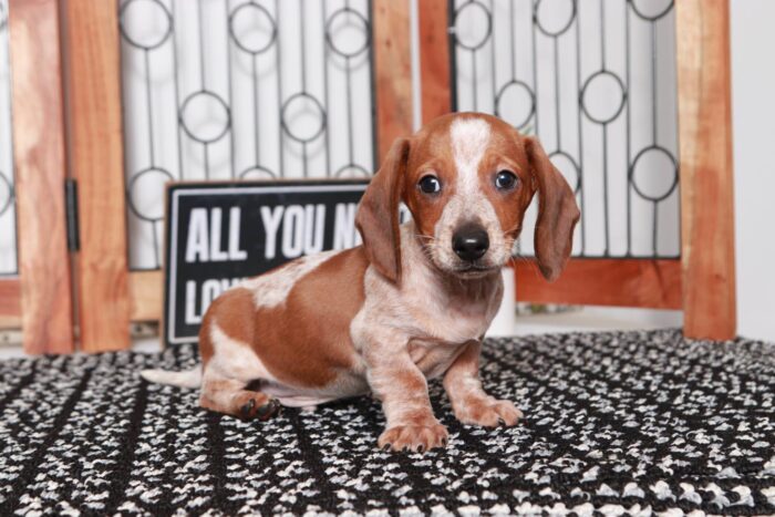 Travis - Great Little Male ACA Red Dapple Dachshund Puppy - Image 3