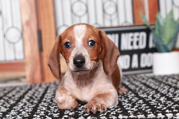 Travis - Great Little Male ACA Red Dapple Dachshund Puppy - Image 4