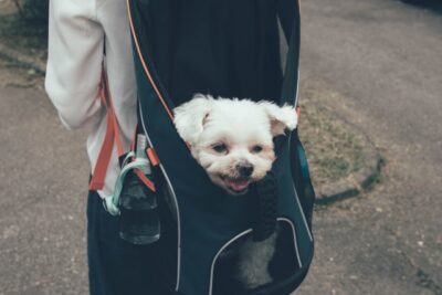 Cute White Dog Inside a bag