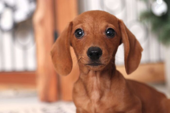 Twinkie- Gentle Little Red Male ACA Dachshund Puppy - Image 2