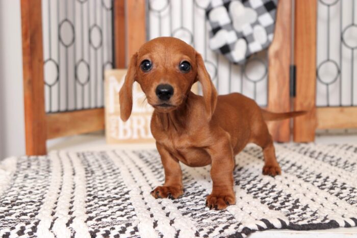 Twinkie- Gentle Little Red Male ACA Dachshund Puppy - Image 3