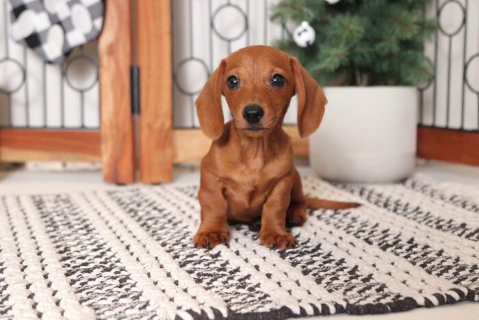 Twinkie- Gentle Little Red Male ACA Dachshund Puppy - Image 4