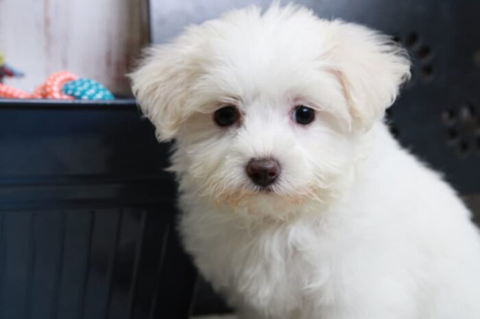 Twinkle- Knockout Female Maltipoo Puppy - Image 6