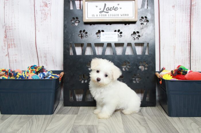 Twinkle- Knockout Female Maltipoo Puppy - Image 5