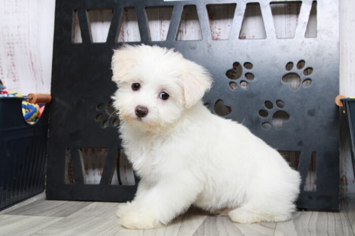 Twinkle- Knockout Female Maltipoo Puppy - Image 4