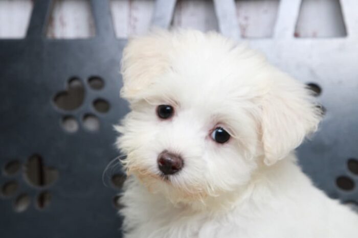 Twinkle- Knockout Female Maltipoo Puppy - Image 3