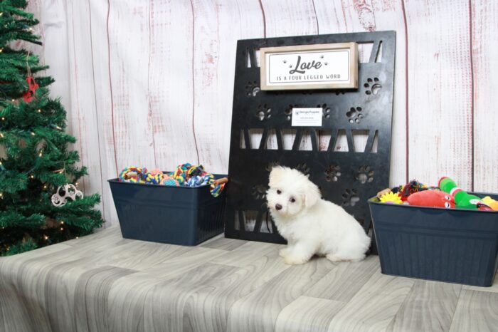 Twinkle- Knockout Female Maltipoo Puppy - Image 2