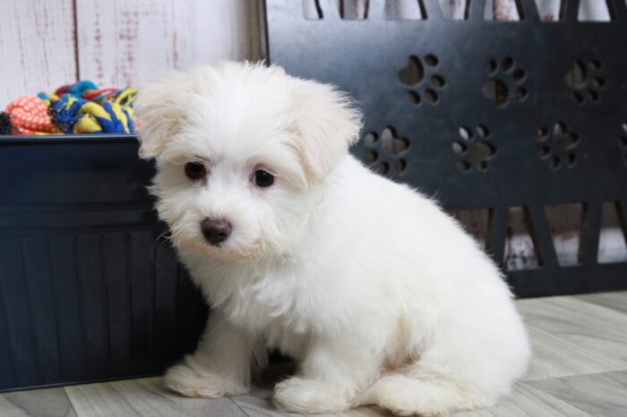 Twinkle- Knockout Female Maltipoo Puppy