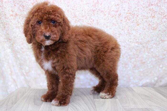 Twist - Pretty Female Mini Goldendoodle Puppy