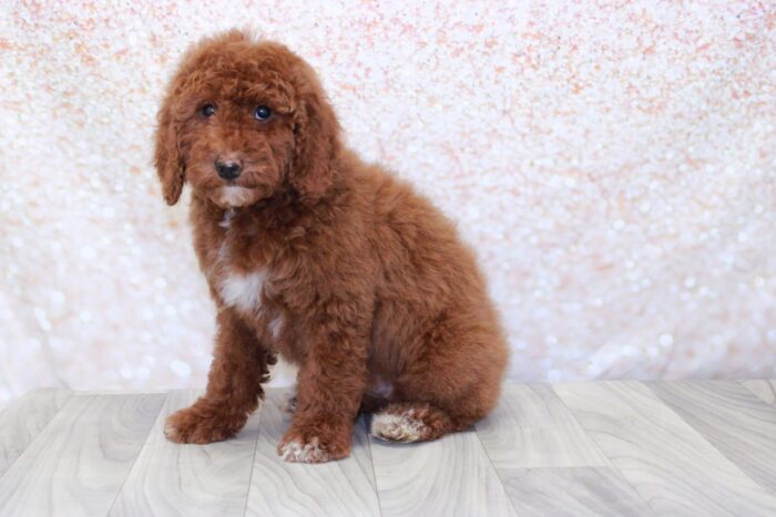 Twist - Pretty Female Mini Goldendoodle Puppy - Image 2