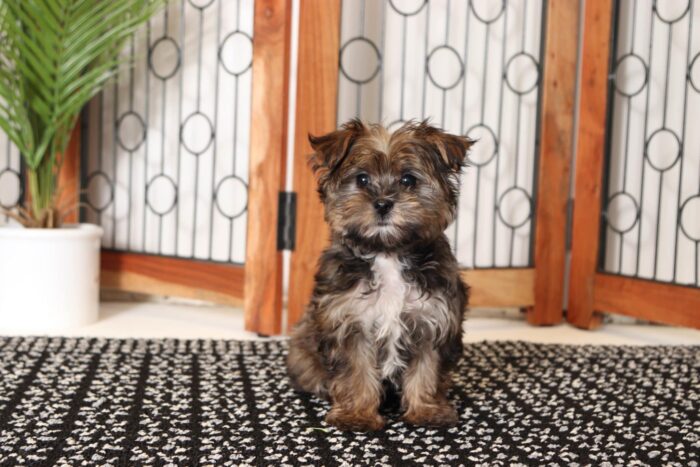 Tyrus- Precious Little Male Morkie Puppy