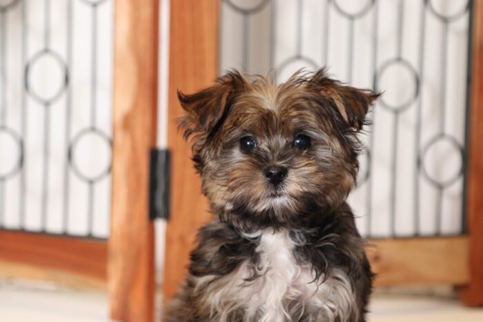 Tyrus- Precious Little Male Morkie Puppy - Image 2