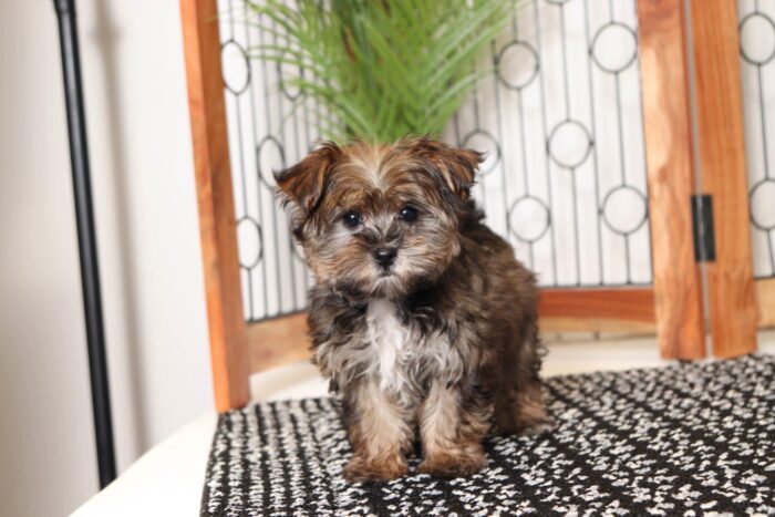 Tyrus- Precious Little Male Morkie Puppy - Image 3