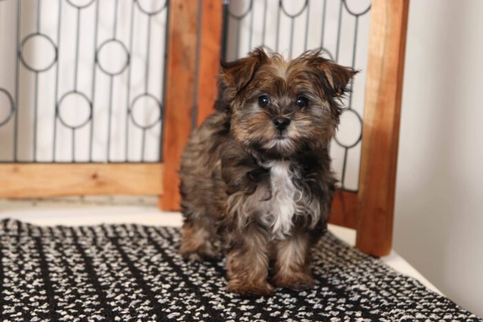 Tyrus- Precious Little Male Morkie Puppy - Image 4