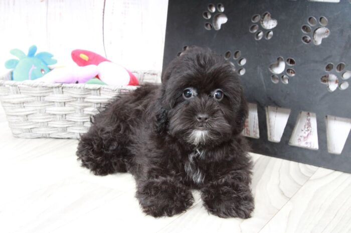 Tyrus - Cute Male Shih-Poo Puppy