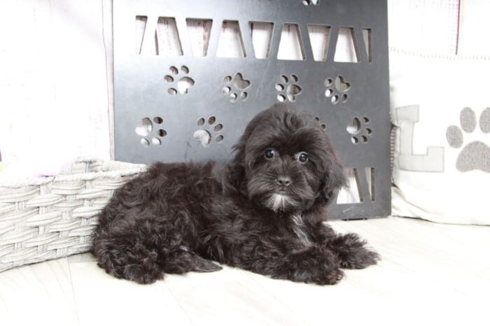 Tyrus - Cute Male Shih-Poo Puppy - Image 2