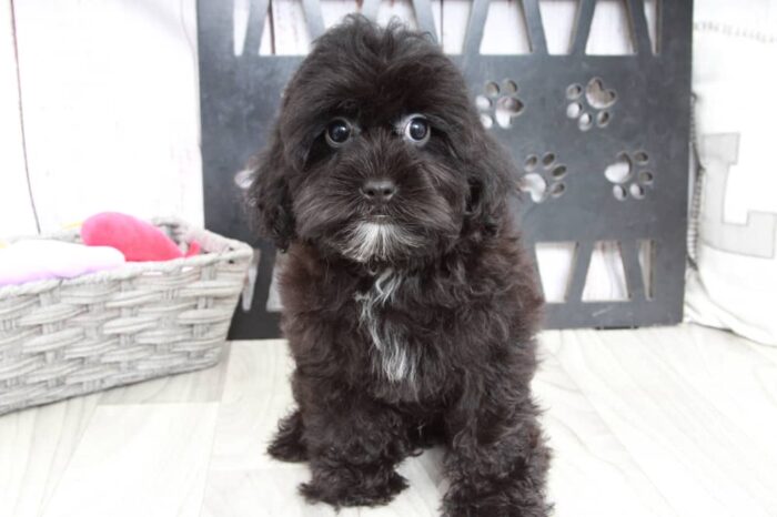 Tyrus - Cute Male Shih-Poo Puppy - Image 5