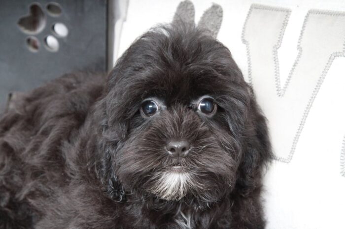 Tyrus - Cute Male Shih-Poo Puppy - Image 4