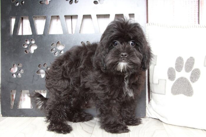 Tyrus - Cute Male Shih-Poo Puppy - Image 3