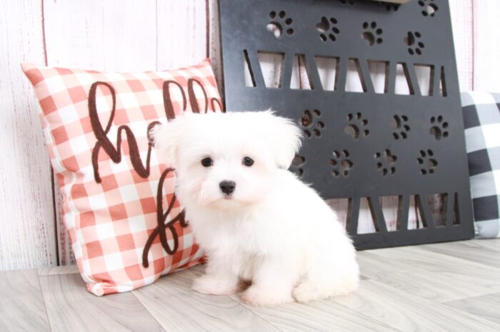 Venus - Adventurous  Teacup Male Maltese Puppy - Image 4