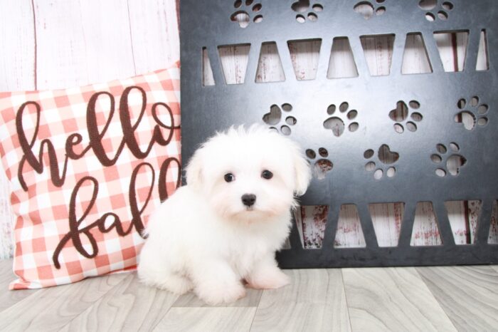 Venus - Adventurous  Teacup Male Maltese Puppy - Image 3