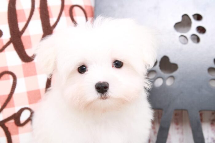 Venus - Adventurous  Teacup Male Maltese Puppy