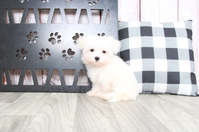 Venus - Adventurous  Teacup Male Maltese Puppy - Image 2