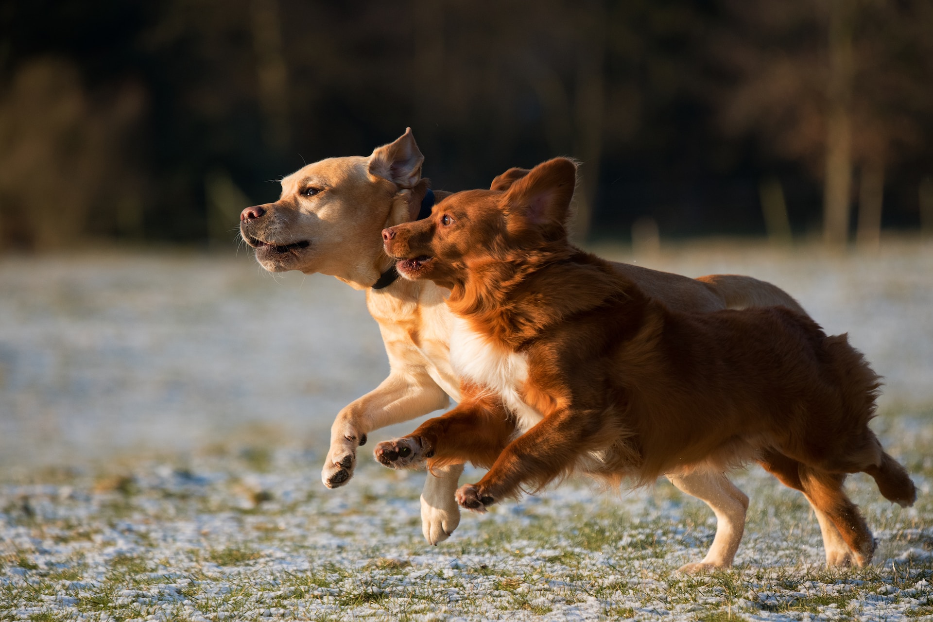 Puppy Body Language 101