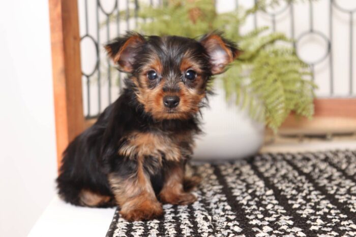 Violet - Playful Little Female ACA Yorkie