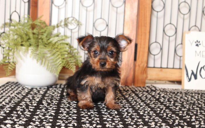 Violet - Playful Little Female ACA Yorkie - Image 2