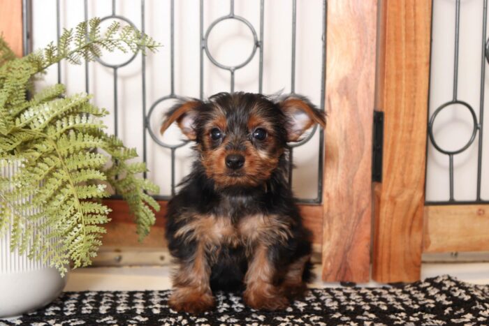 Violet - Playful Little Female ACA Yorkie - Image 3