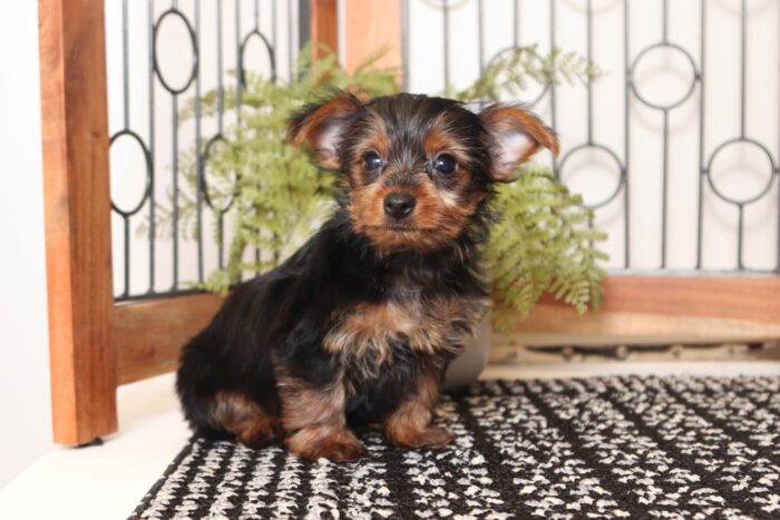 Violet - Playful Little Female ACA Yorkie - Image 4