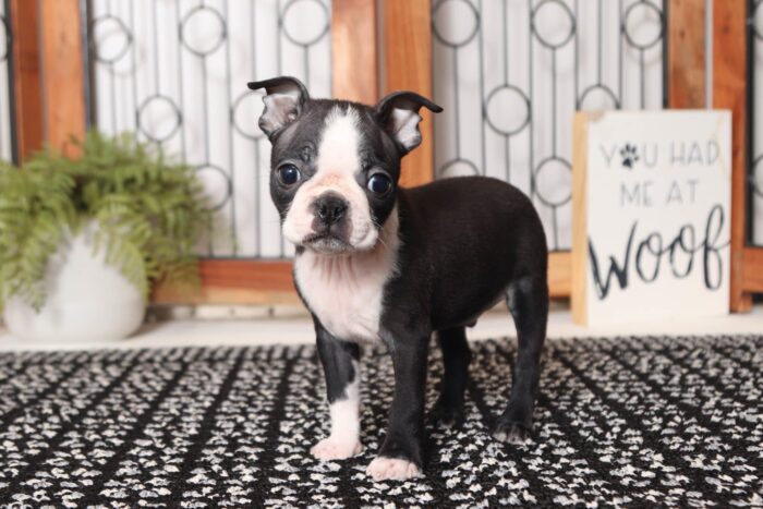 Walker- Precious Little Male ACA Boston Terrier Puppy