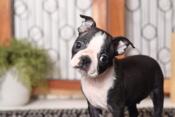 Walker- Precious Little Male ACA Boston Terrier Puppy - Image 2