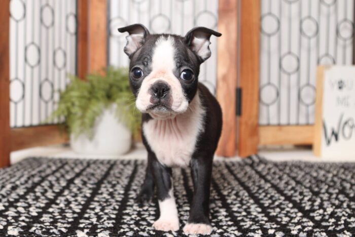 Walker- Precious Little Male ACA Boston Terrier Puppy - Image 3