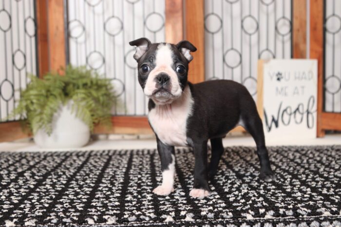 Walker- Precious Little Male ACA Boston Terrier Puppy - Image 4